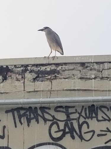 Black-crowned Night Heron photographed in California