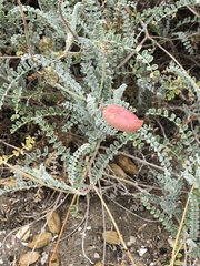 Astragalus anemophilus