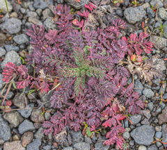 Sanguisorba occidentalis