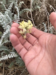 Astragalus anemophilus