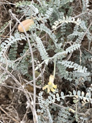 Astragalus anemophilus