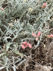 Astragalus anemophilus