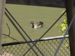 Branta canadensis