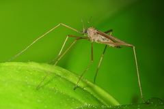 Amphineurus insulsus
