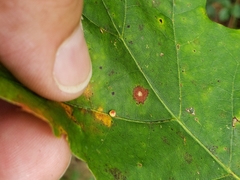 Zopheroteras sphaerula