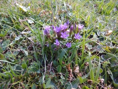 Gentianella caucasea