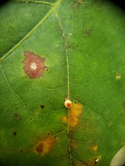 Zopheroteras sphaerula