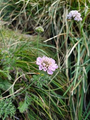 Scabiosa columbaria banatica
