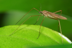 Amphineurus insulsus
