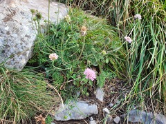 Scabiosa columbaria banatica
