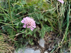 Scabiosa columbaria banatica