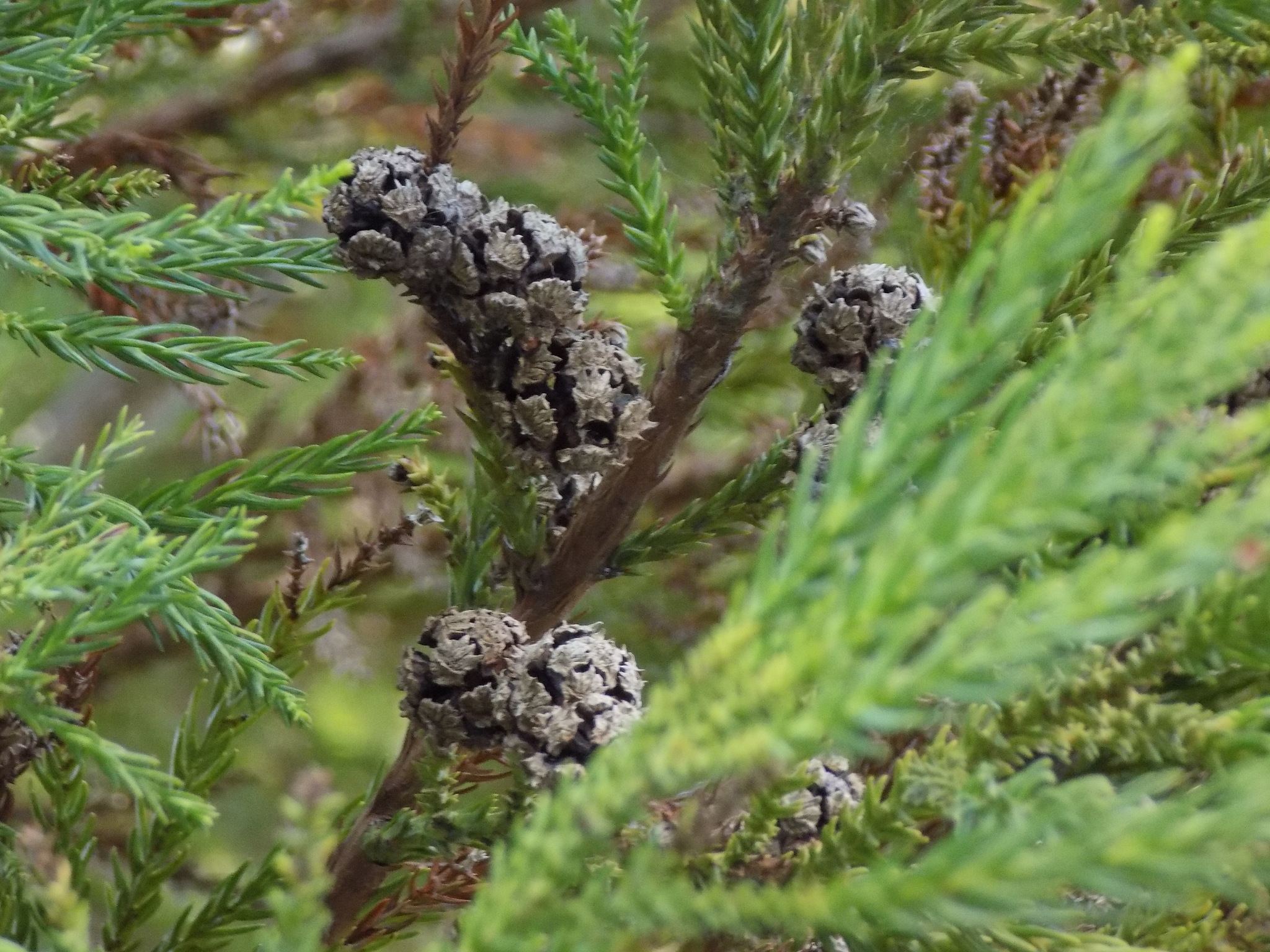 Cryptomeria