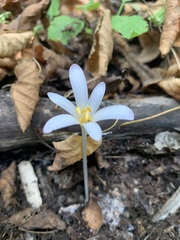 Colchicum umbrosum