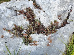 Petrosedum ochroleucum