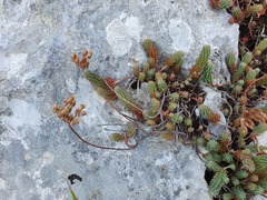 Petrosedum ochroleucum
