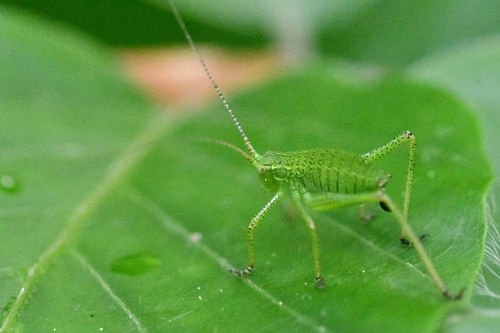 Barbitistes serricauda