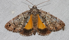 Allotria elonympha