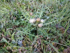 Cirsium rhizocephalum