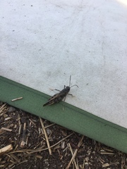 Cratypedes neglectus