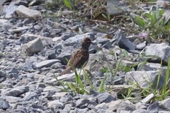 Spizella passerina passerina