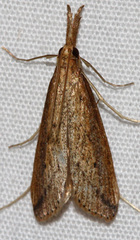 Donacaula maximellus