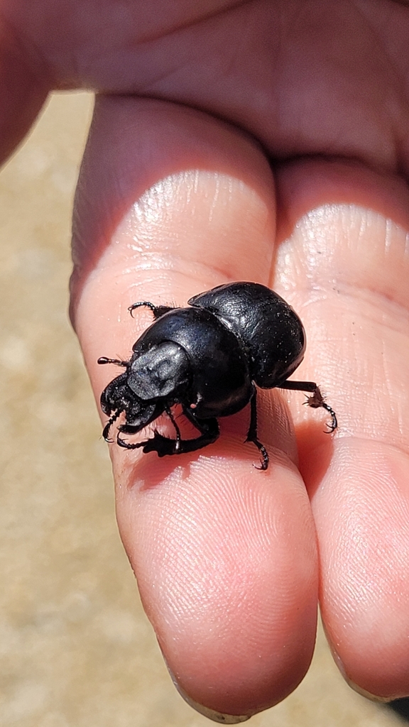 Lethrus elephas