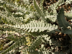 Achillea clypeolata