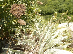 Achillea clypeolata