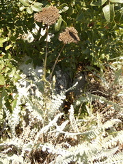 Achillea clypeolata