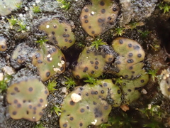 Placidium squamulosum