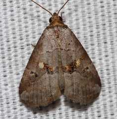 Hyperstrotia flaviguttata