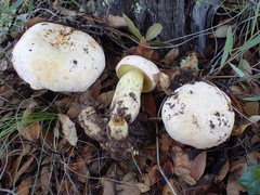 Butyriboletus pulchriceps