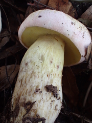 Butyriboletus pulchriceps