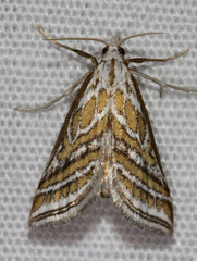 Leptosteges parthenialis