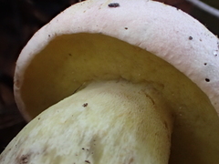 Butyriboletus pulchriceps