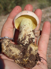 Butyriboletus pulchriceps