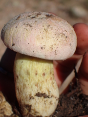 Butyriboletus pulchriceps