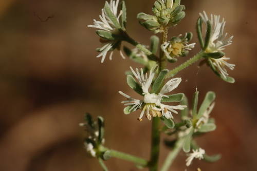 Image of Reseda phyteuma by (c) Noé Fleury Frouart, some rights reserved (CC BY)