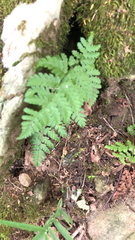 Dryopteris intermedia