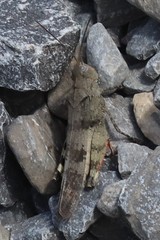 Spharagemon saxatile