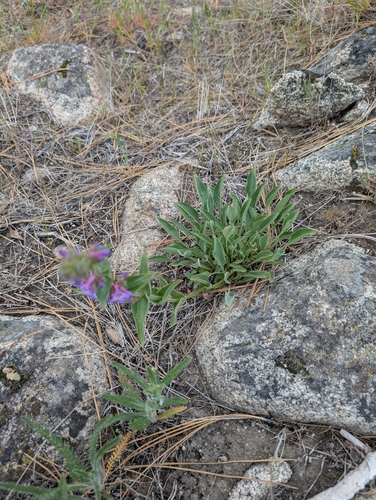 Image of Penstemon pruinosus by no rights reserved