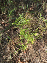 Liatris compacta