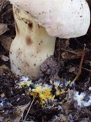 Butyriboletus pulchriceps
