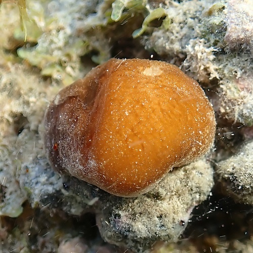Spirocoleus, 2025-04-25