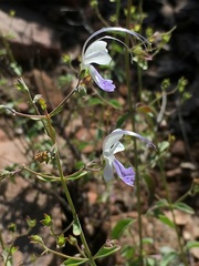 Trichostema arizonicum