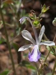 Trichostema arizonicum