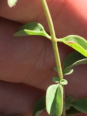 Trichostema arizonicum