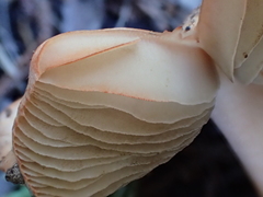 Inocybe roseifolia