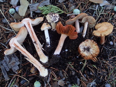 Inocybe roseifolia