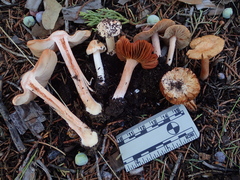 Inocybe roseifolia